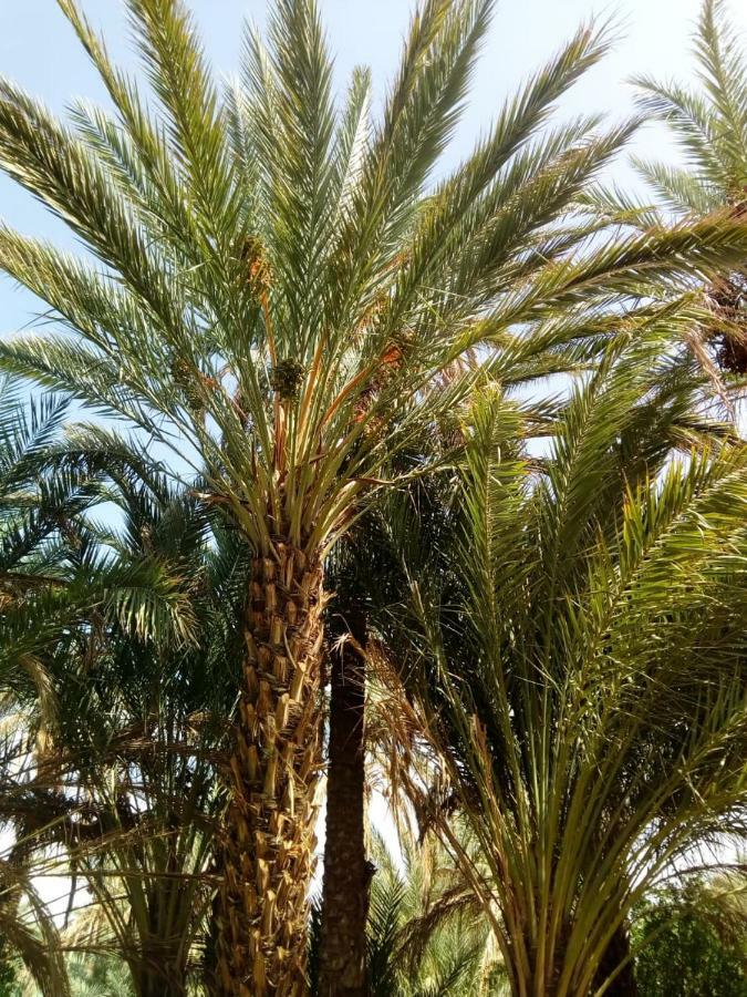 Le Chant Des Palmiers Agdz Exterior foto